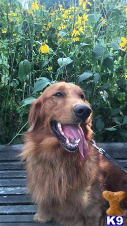 GoldenSunrisePuppyBarn Picture 1